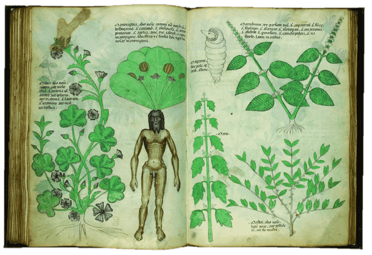 Tratado de plantas medicinales