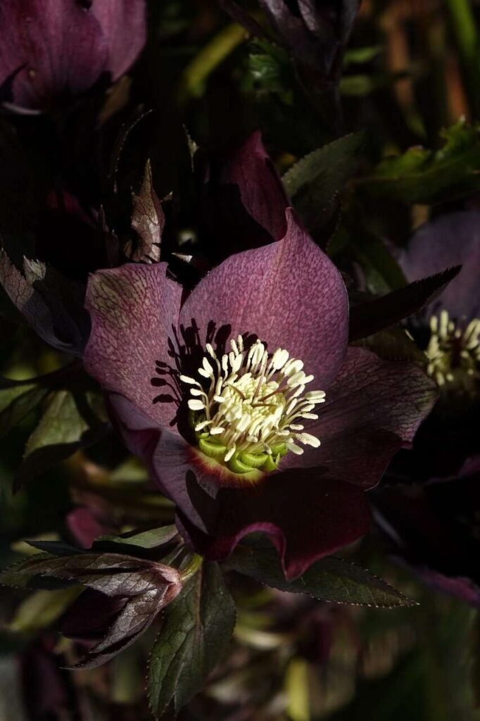 helleborus negro